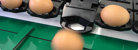 Manual Grader