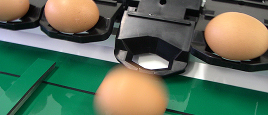 Manual Grader