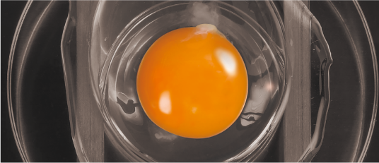 Egg quality tester